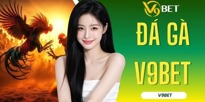 Theo Dõi Đá Gà V9BET Trực Tiếp Với 100+ Trận Đấu Mỗi Ngày