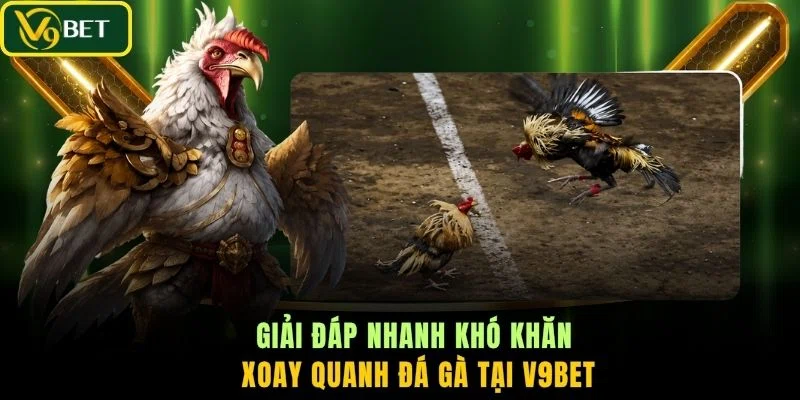 Giải đáp nhanh khó khăn xoay quanh đá gà tại V9BET